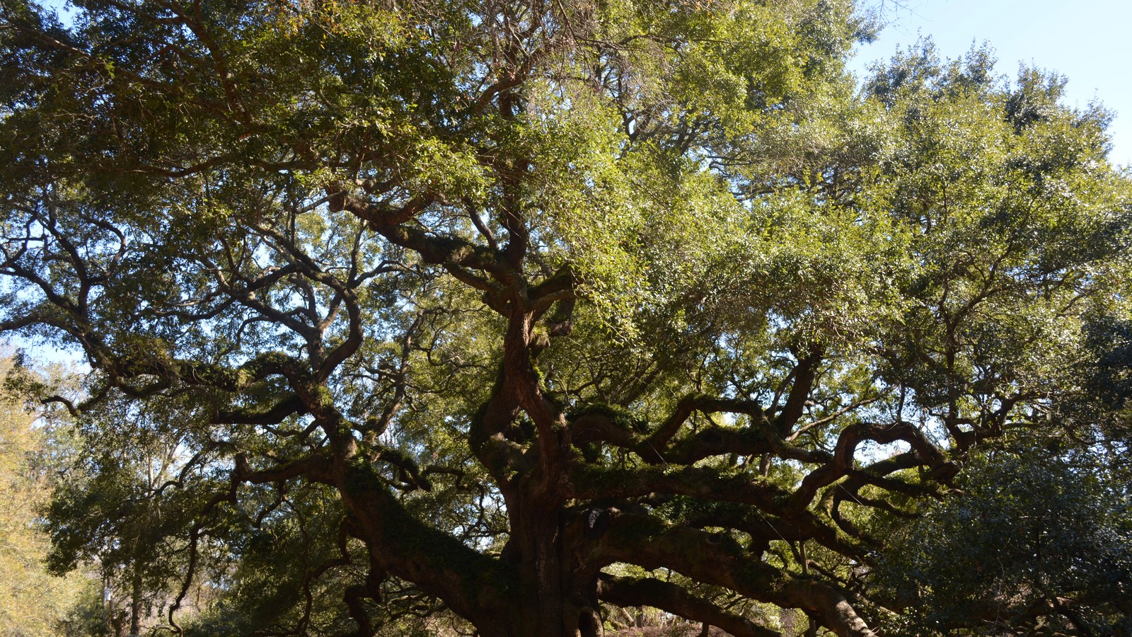 The sprawling canopy of the Angel Oak, a centuries-old live oak tree on Johns Island