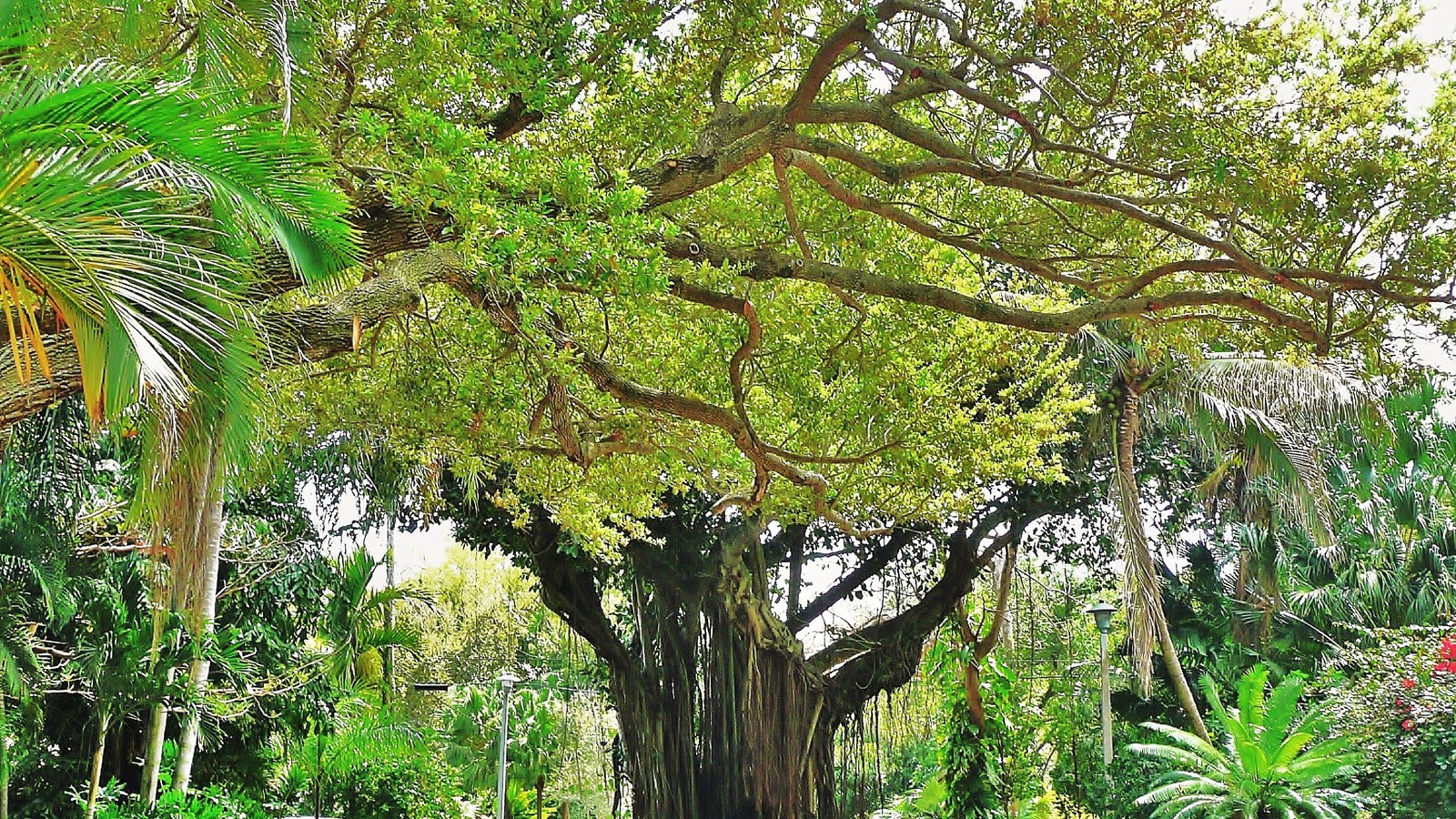 A massive old banyan tree with sprawling branches shading a typical residential street in Coconut Grove